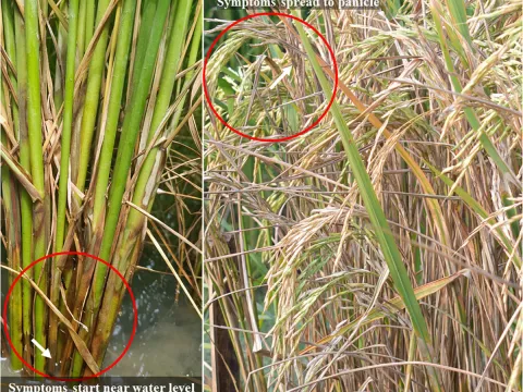 Rice sheath blight