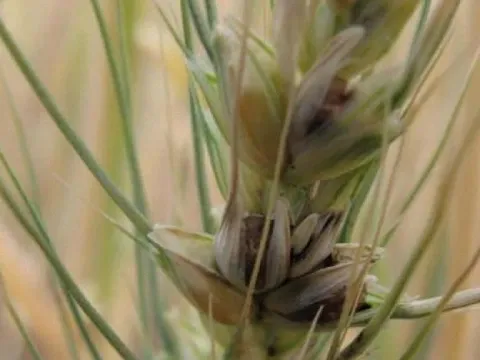 Japanese wheat flag smut