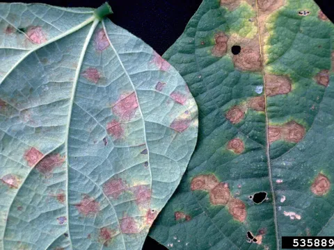 Mycosphaerella cruenta