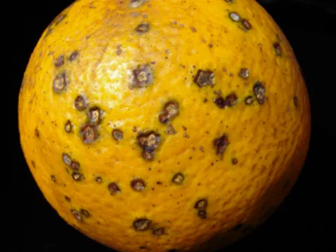 Guignardia citricarpa