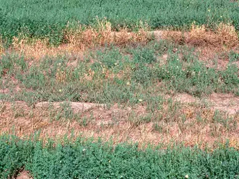 Phymatotrichum root rot