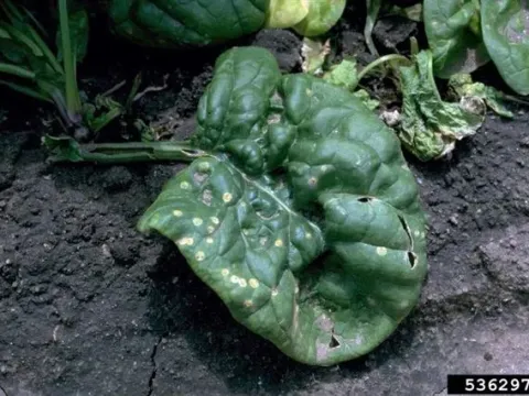 Spinach Ramularia