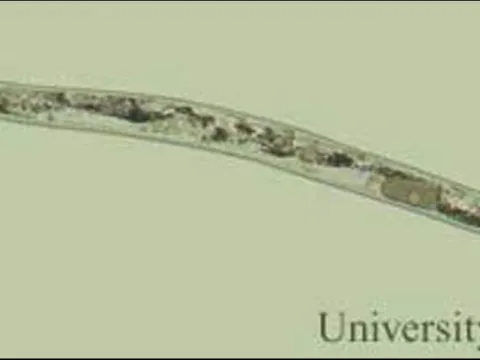 Trichodorus christiei