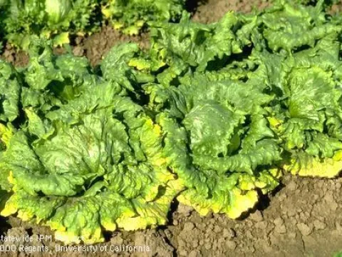 Lettuce infectious yellows