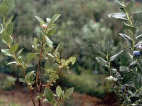 Вирус шнуровидности голубики