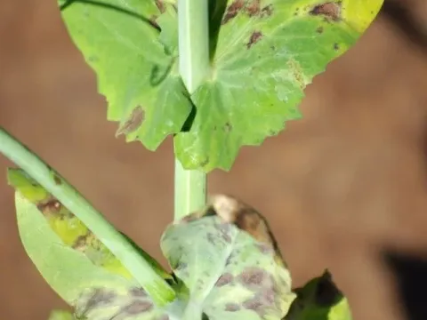 Chickpea ascochyta blight