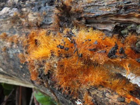 Ozonium texanum