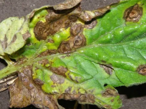 Beet leaf spot