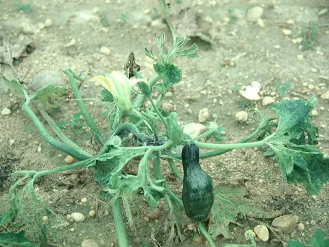 Zucchini yellow mosaic virus