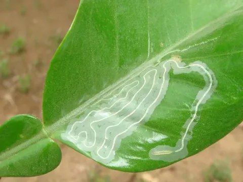 Citrus leaf miner
