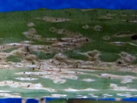 Monographella cucumerina