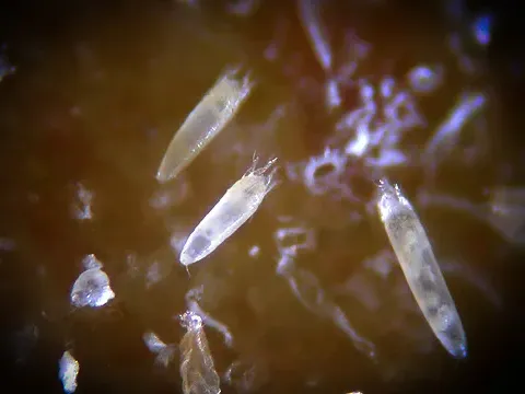 Tulip bulb mite