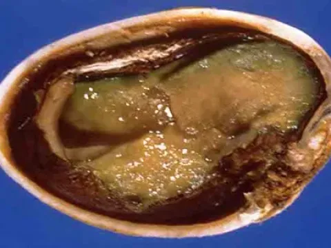 Nematospora