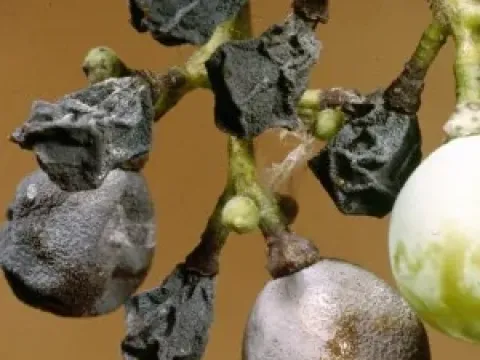 Black rot of grapevine