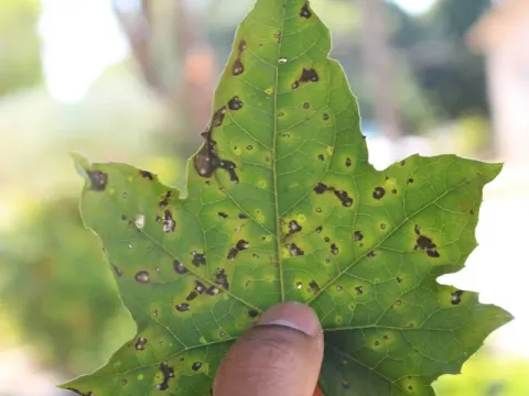 Leandria momordicae