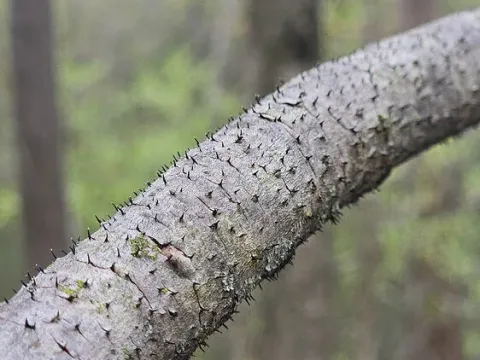 Durandiella pseudotsugae