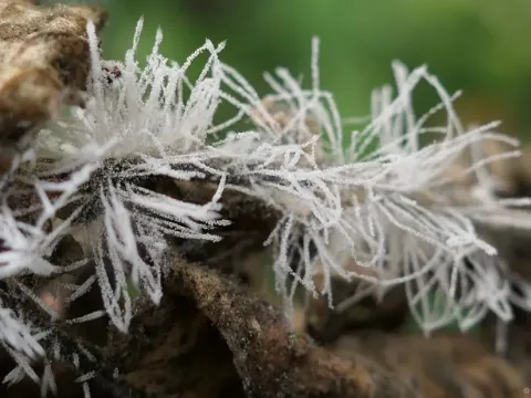Botryosporium pulchrum