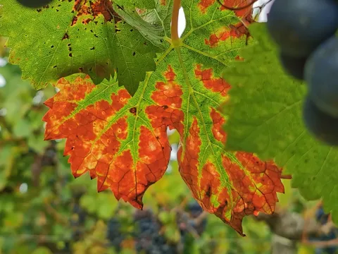 Grapevine flavescence dorée