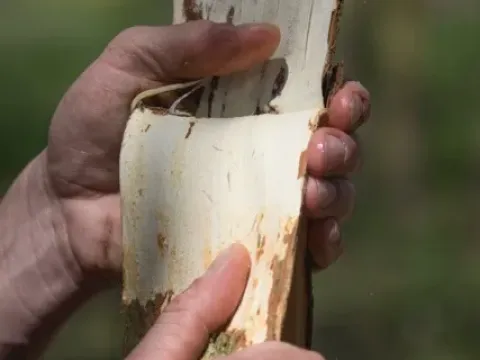 Elm yellows