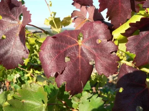 Grapevine yellows