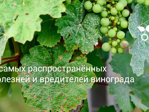 Grapevine