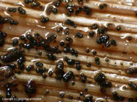 Gibberella cyanogena