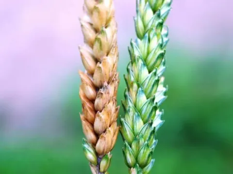 Gibberella saubinettii