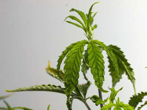 Hemp mosaic