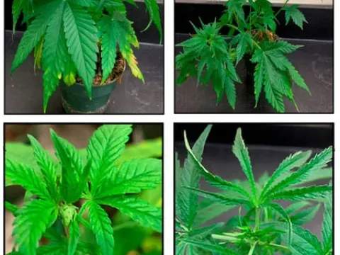 Hop latent virus