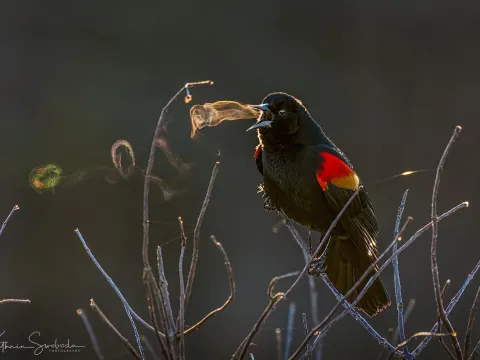 Red-winged blackbird