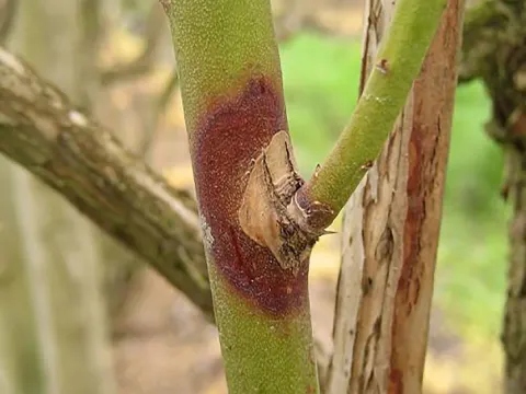 Godronia ribis