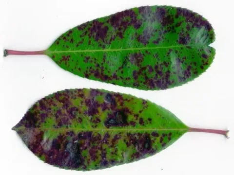 Entomosporium leaf spot