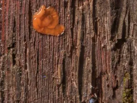 Gibberella baccata