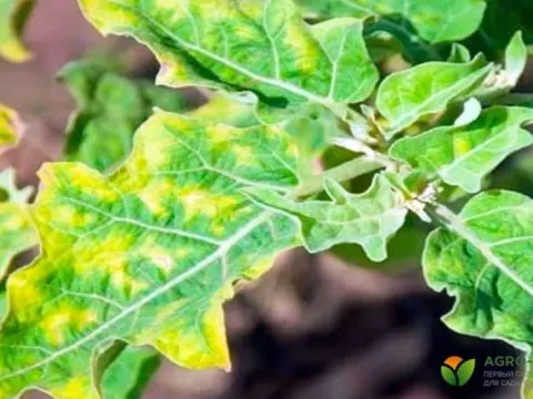 Мозаика баклажана