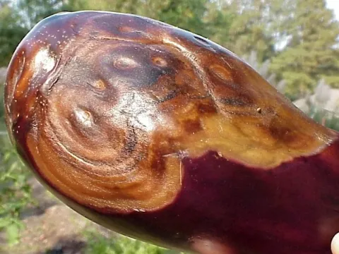 Eggplant mottle virus