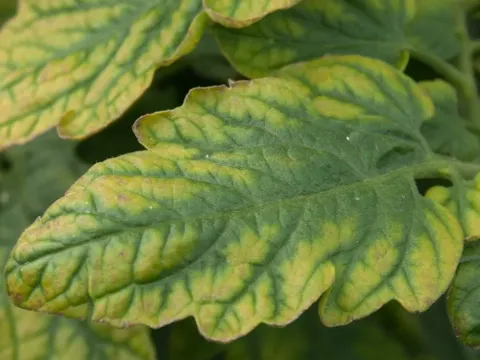 Nutrient deficiencies