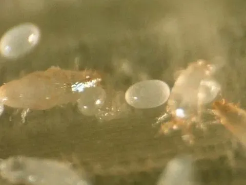 Rice tarsonemid mite