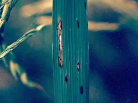 Rice necrosis