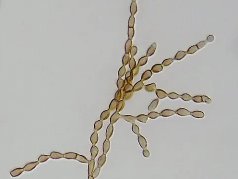 Dematium herbarum