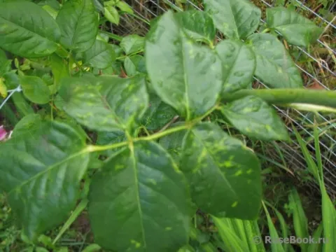 Tomato ringspot virus