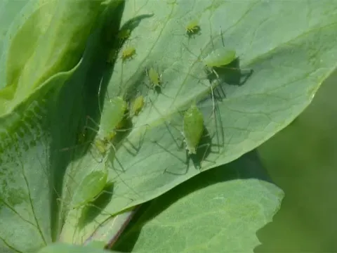 Pea aphid