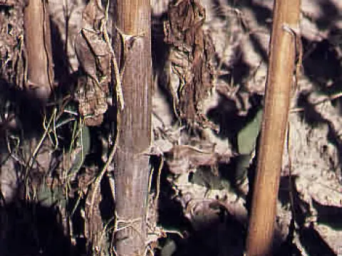 Macrophomina phaseoli