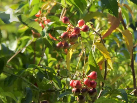 Пауллиния элеганс