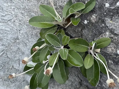Pachystegia