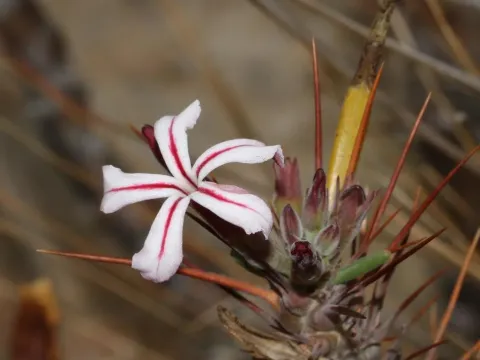 Pachypodium