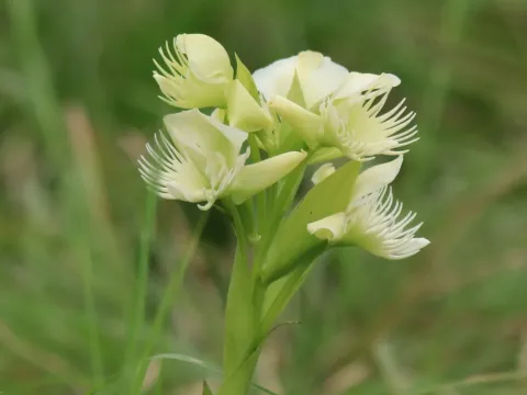Pecteilis