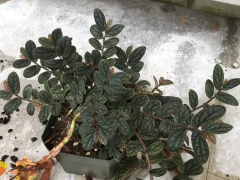 Pellionia