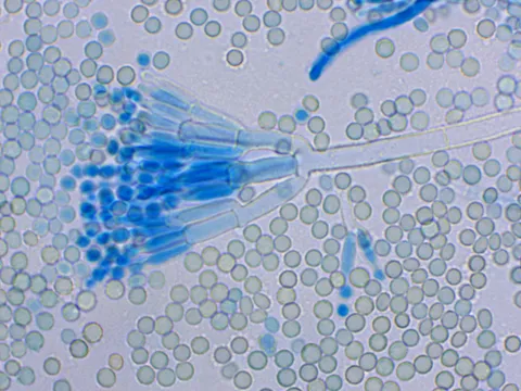 Penicillium