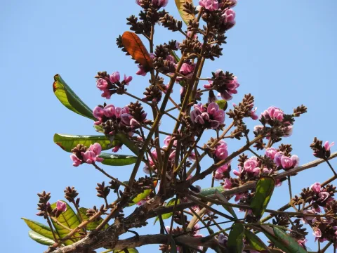 Андіра