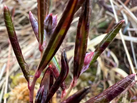 Bog-rosemary